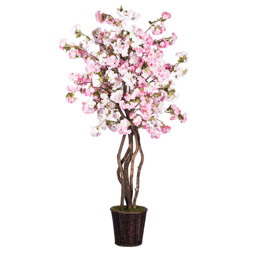 7Ft. Pink Cherry Blossom Deluxe real Tag Alder trunks
