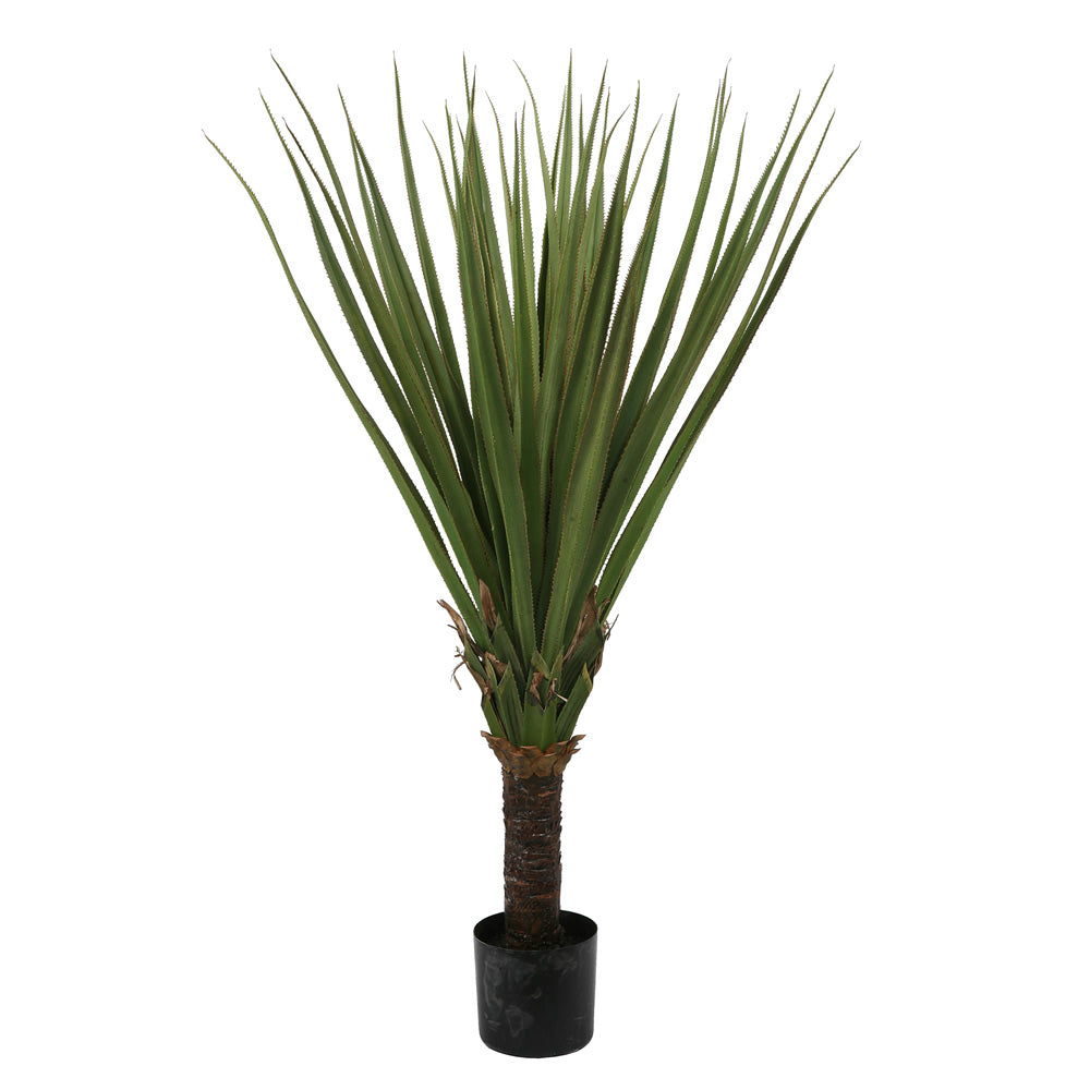5' Pandanus Palm