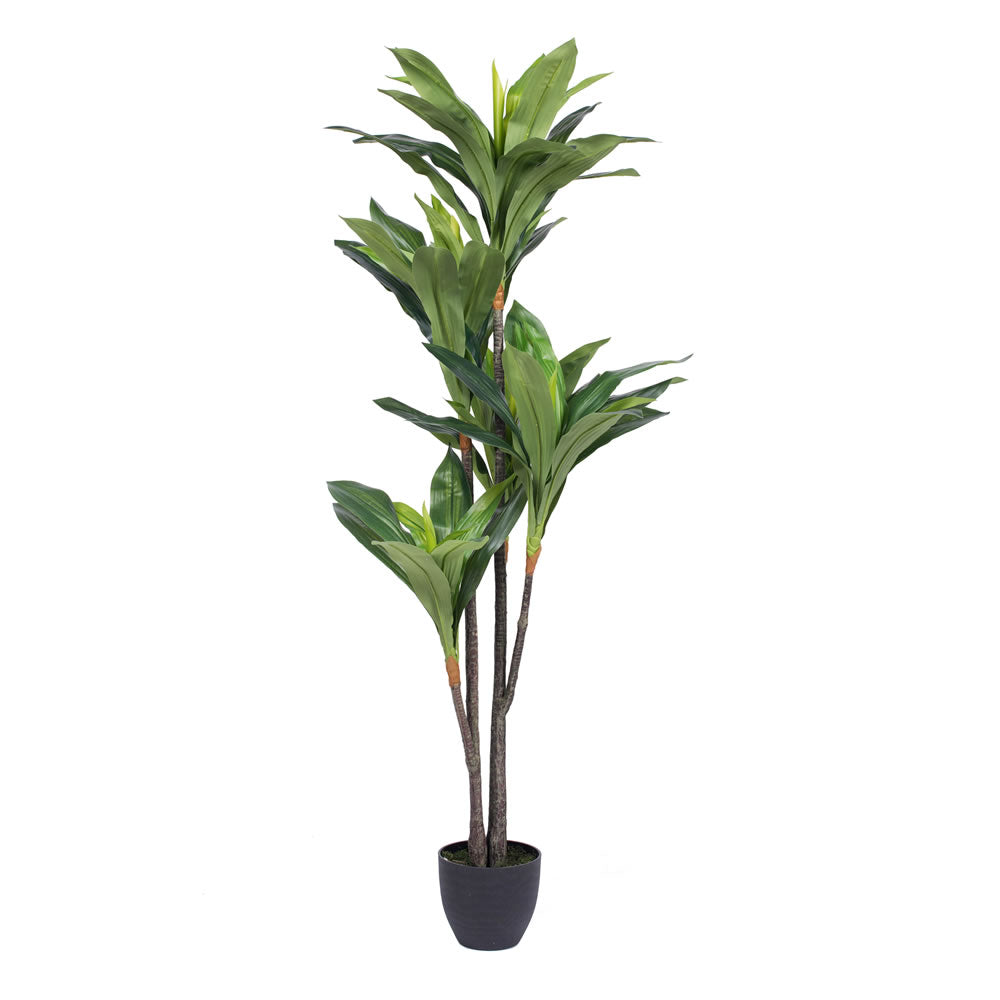 Vickerman 60" Artificial Real Touch Dracaena Silk Poly 5 Branch Pots 68 Leaves